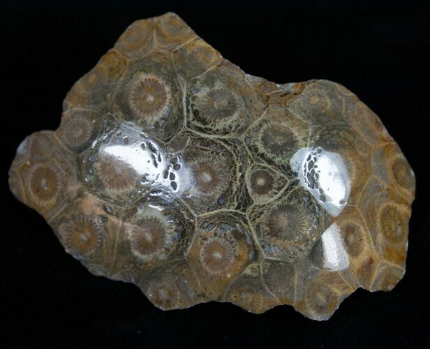 Polished Fossil Coral Head - Very Detailed #10384